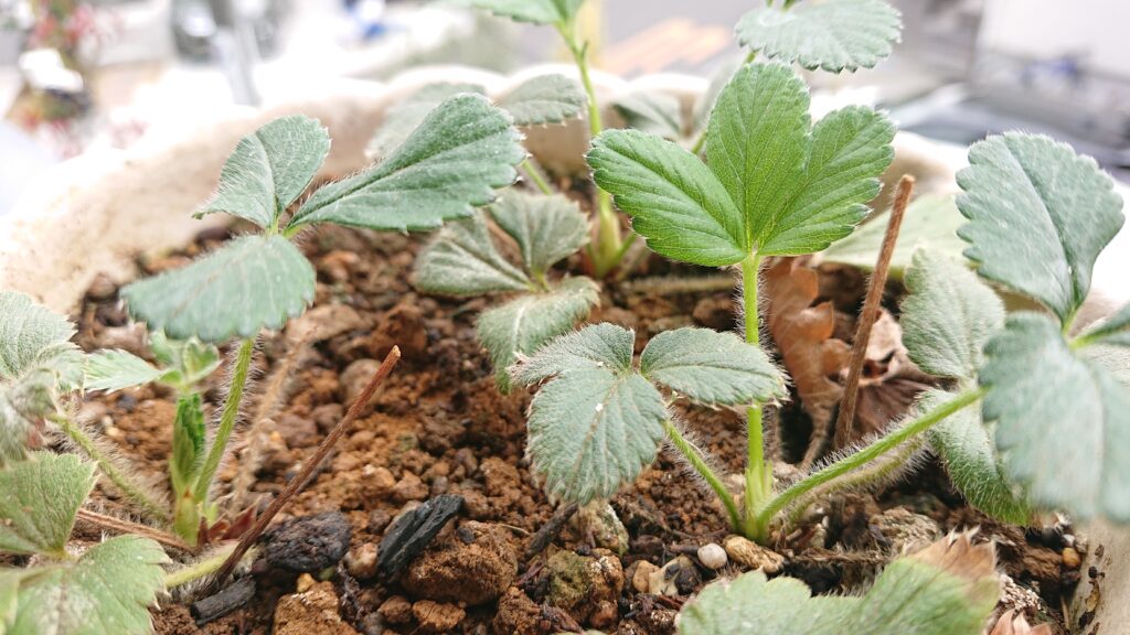 鉢植えのイチゴ苗