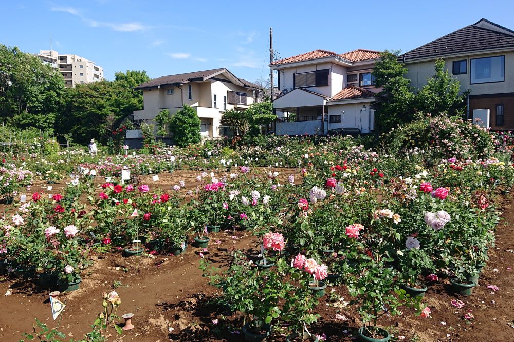 5月のバラ農場