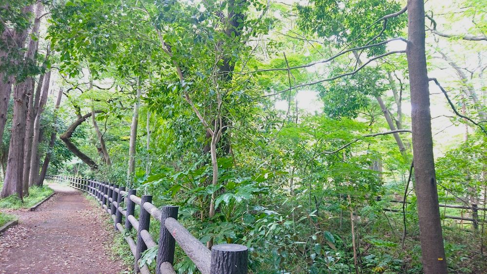 井の頭公園の玉川上水沿道