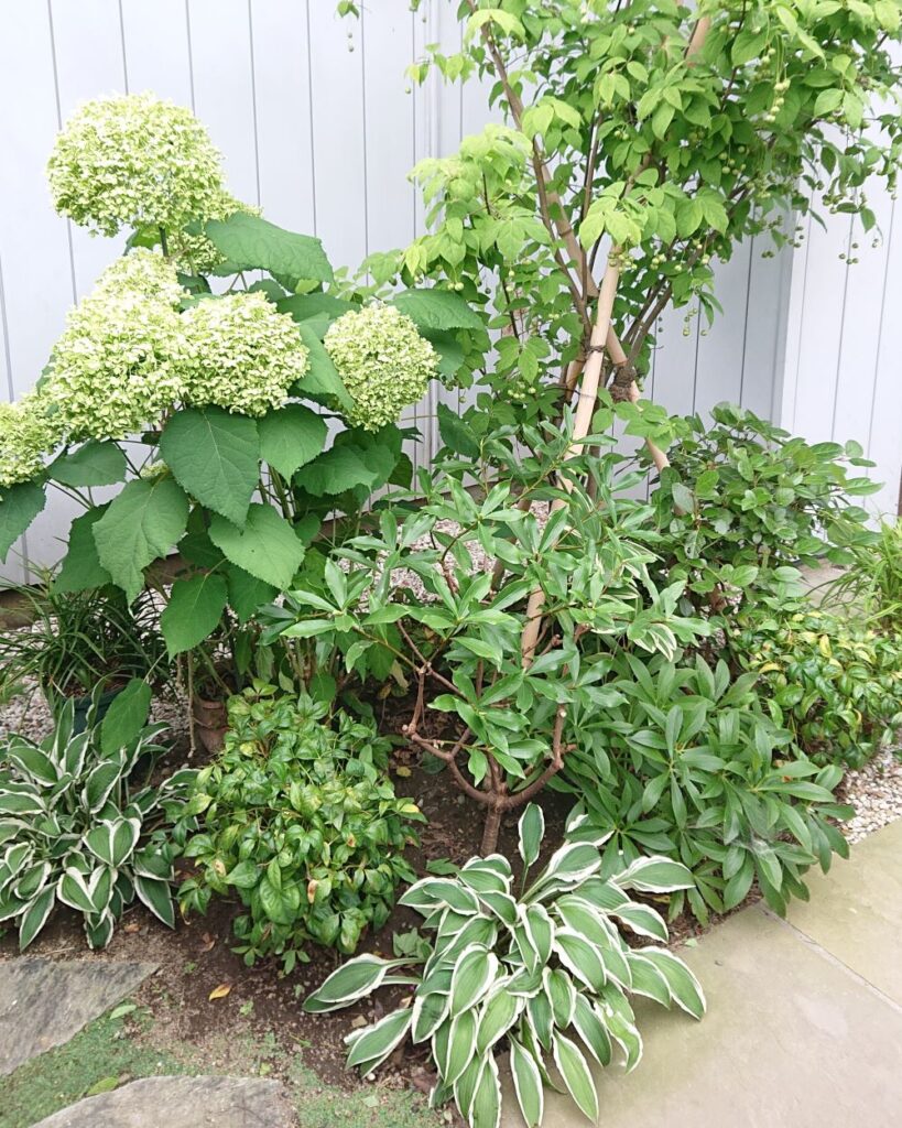 初夏の剪定後の植物